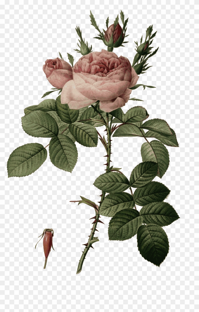 Good Redoute Rosa Bifera Officinalis Color With Rosa - Pierre Joseph Redoute - Rosa Bifera Officinalis #1229009