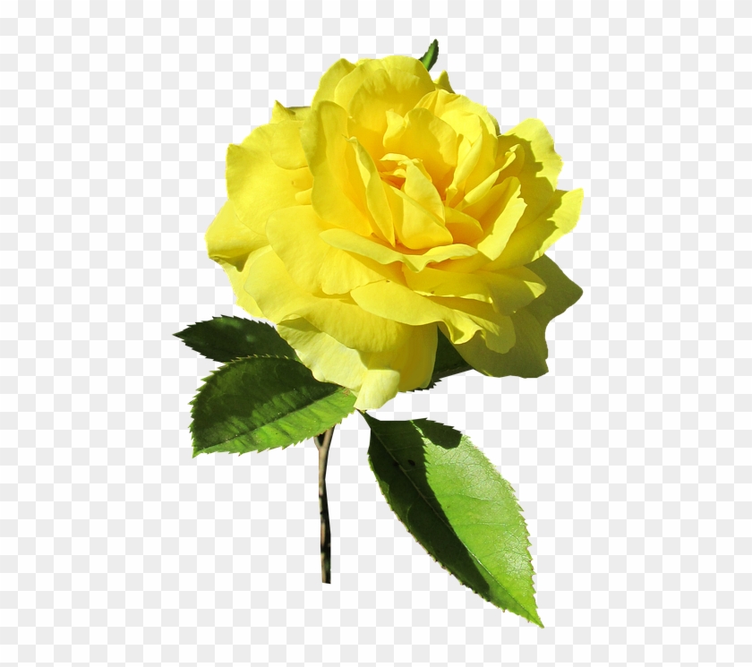Rose, Yellow, Stem, Bloom - Floribunda #1229023