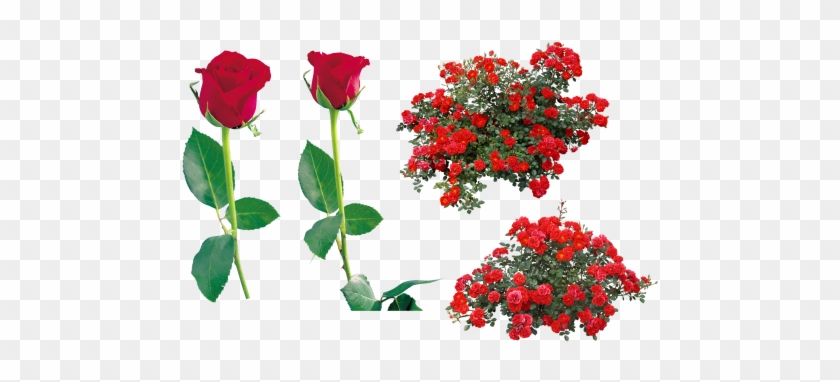 Red Rose - Gulab Ka Phool Png #1229024