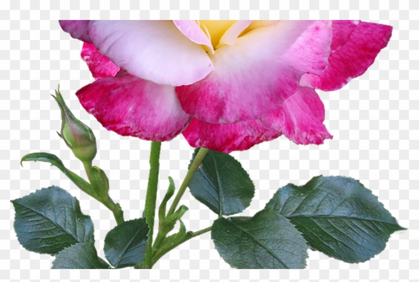 Rose Flower Stem Double Free Photo On Pixabay - Rose #1229026