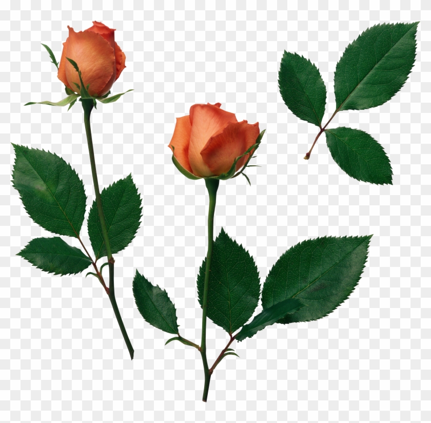 Cabbage Rose Flower Beach Rose Garden Roses Rose Family - Mother's Daily Prayer Book #1229030