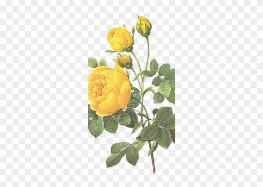 Yellow Rose Botanical Illustration #1229036