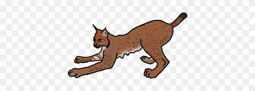 Eurasian Lynx Practice By Cobracatdragon2898 - Cat Yawns #1229065
