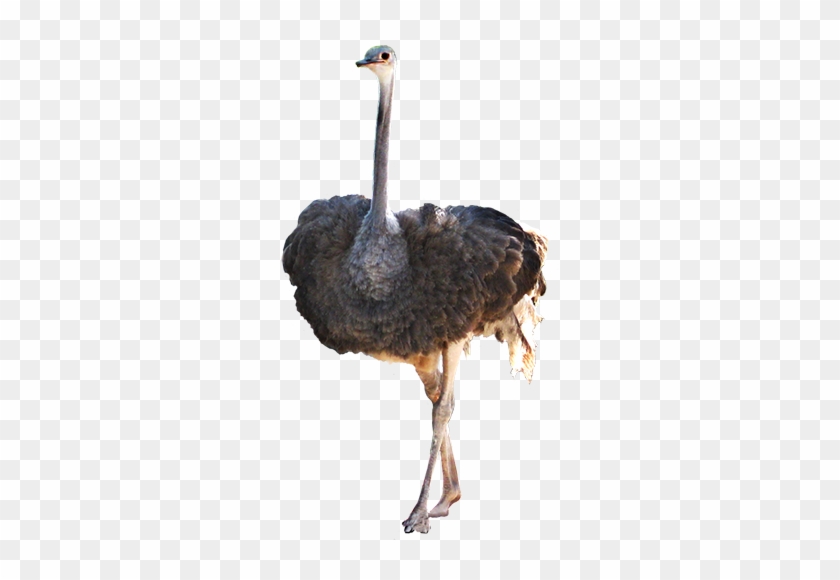 Animal Graphics Peacock, Ostrich Clip Art - Ostrich Png #1229442