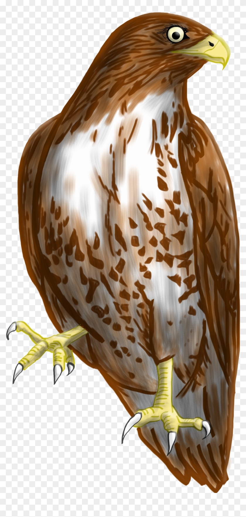 Hawk Clipart Transparent Background - Coopers Hawk Clip Art #1229448