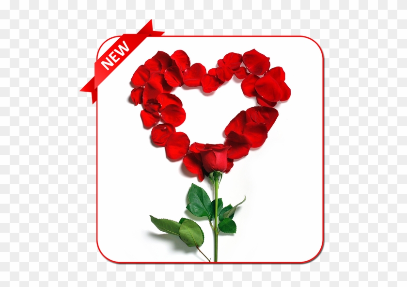 Rose Day Images For Wife #1229537