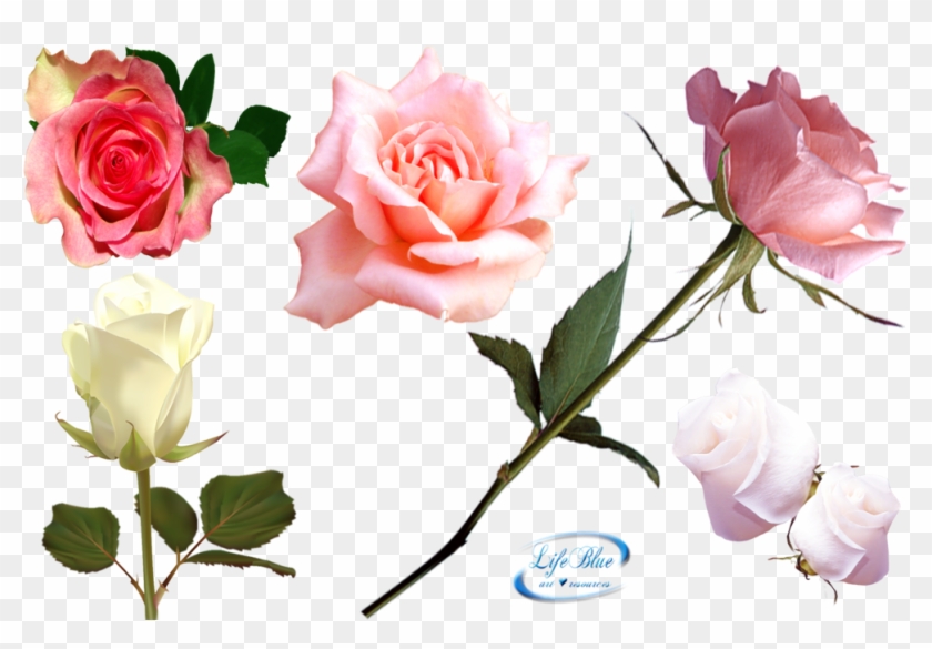 View Collection - Vector Roses #1229747