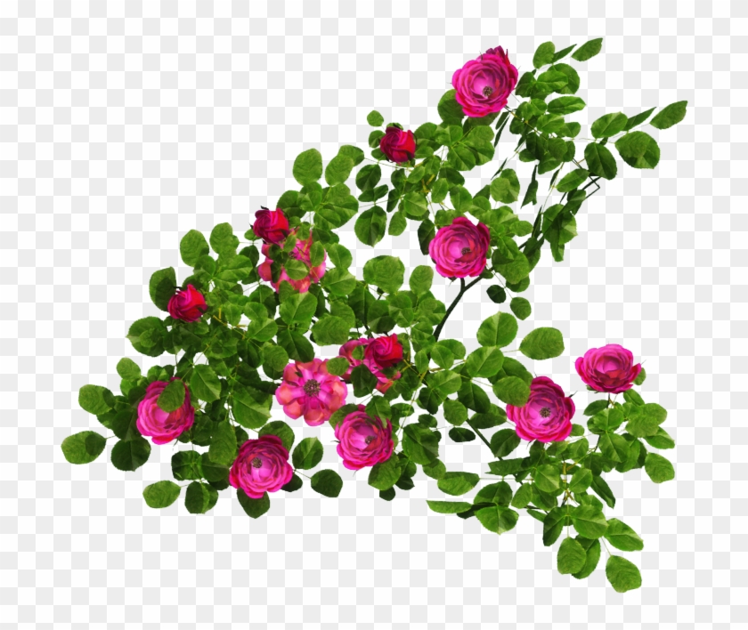 Blooming Roses - Clip Art #1229769