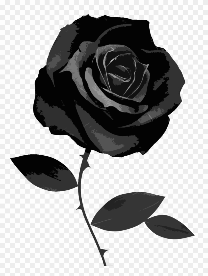 Black Rose 49 Best Hd Wallpapers Of High Quality - Black Rose White  Background - Free Transparent PNG Clipart Images Download