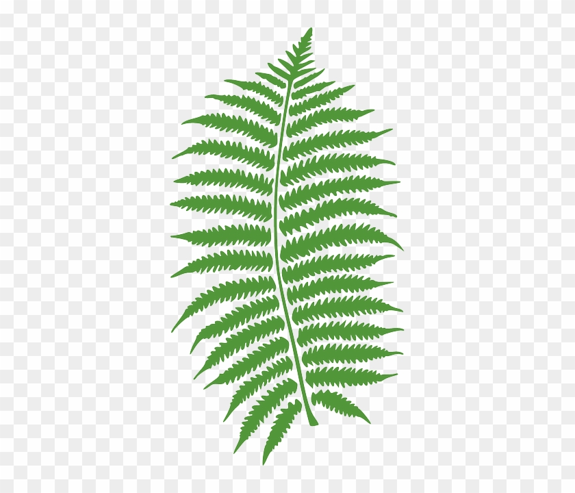 Bracken, Fern, Plant, Leaf, Leaves, Green, Eco, Organic - Personalized Fern Shower Curtain #1229960