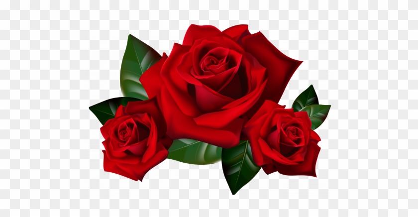 Top 25 Pictures Of Red Roses - Rose Clipart #1230013