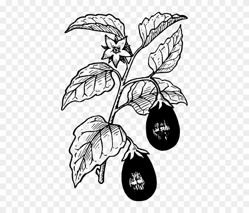 Berries, Food, Drawing, Tree, Egg, Plant, Leaves, Art - Eggplant Plant Black And White #1230035
