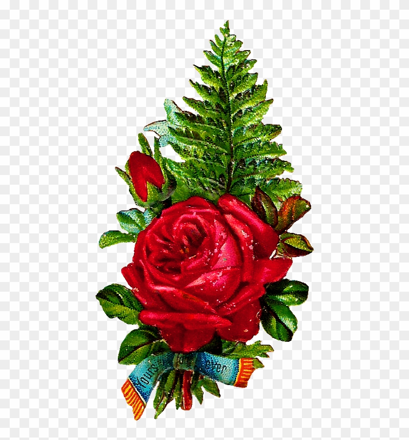 Stock Rose Image Digital - Garden Roses #1230094