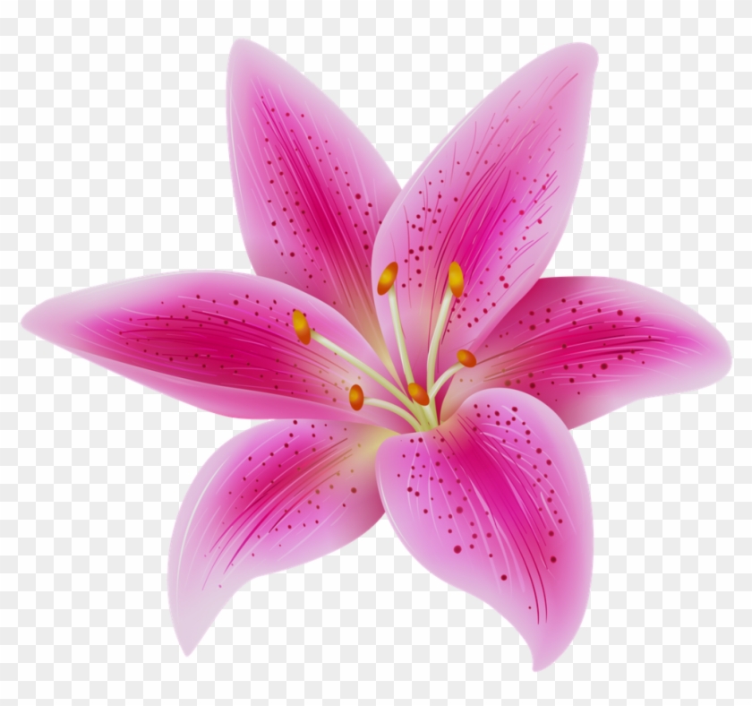 New Stock Of Pink Lily Flower Pictures Pink Lily Flower - Pink Arum Lily Transparent #1230449