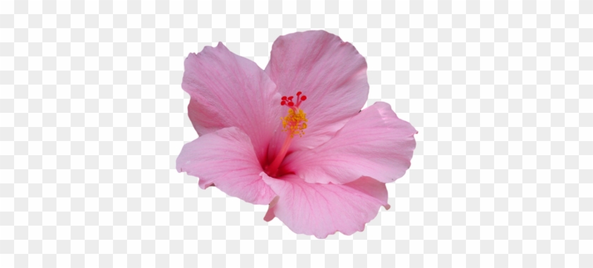 Pink Transparent Hibiscus - Hibiscus Flower Transparent Background #1230487