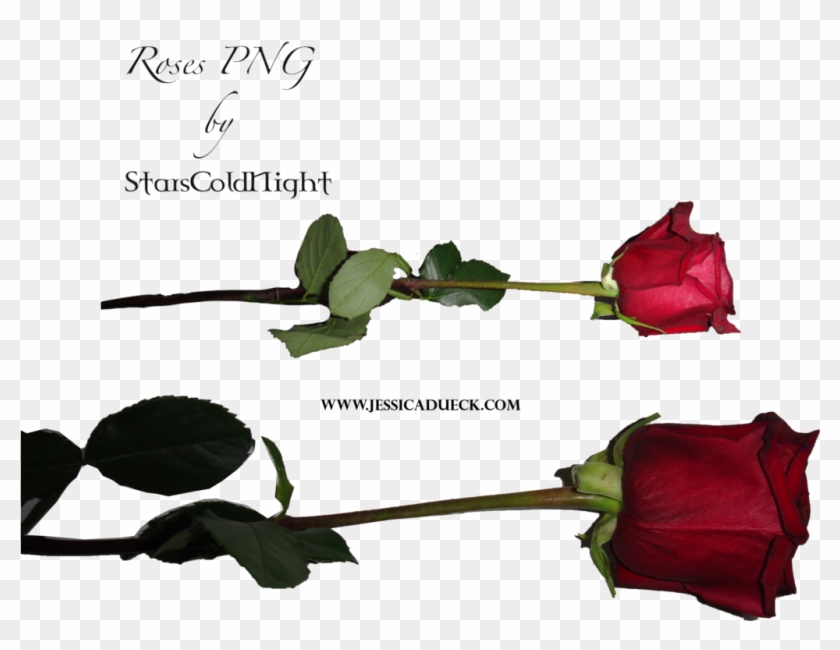 Rose Png By Starscoldnight By Starscoldnight - Rose Png #1230506