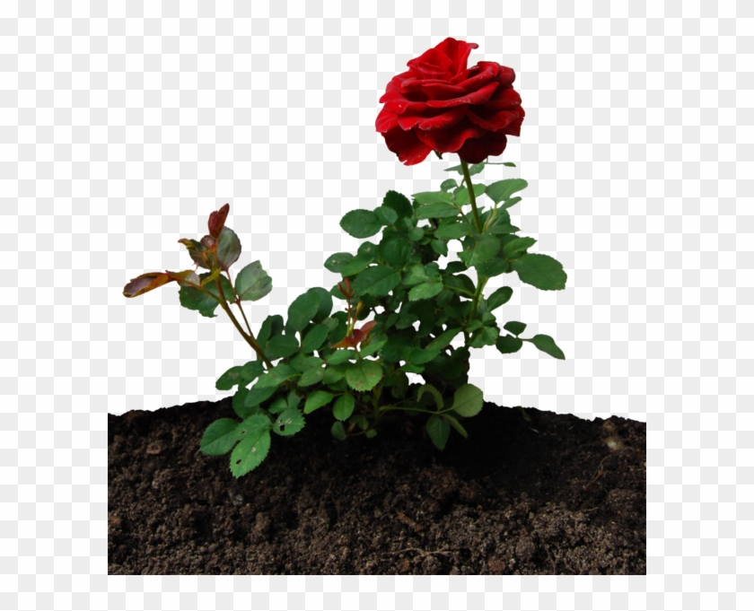 Little Rose By Eirian-stock - Little Rose Plant #1230511