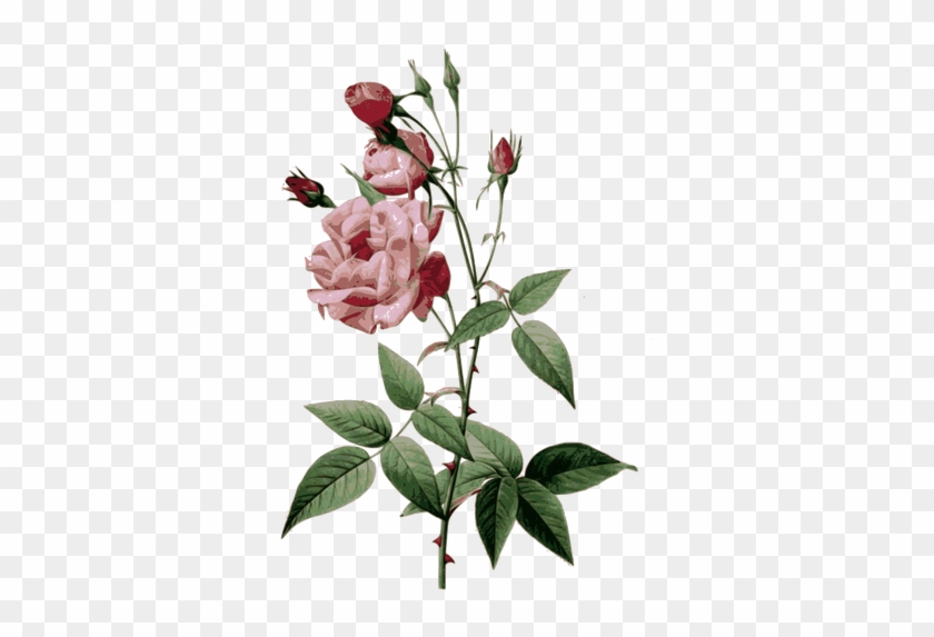 Thorny Roses - Pierre Joseph Redoute Roses Vulgaris #1230512