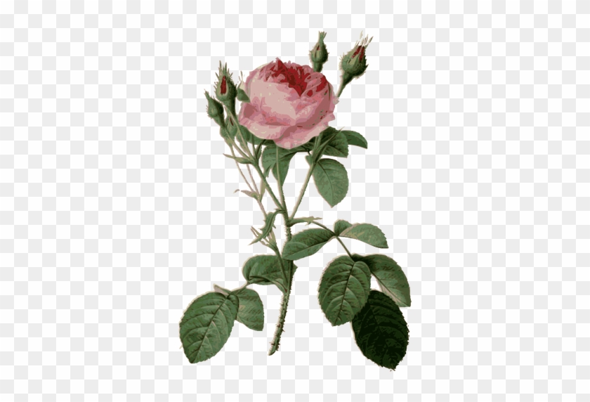 Thorny Roses And Rosebuds - Garden Roses Botanical Illustration #1230520