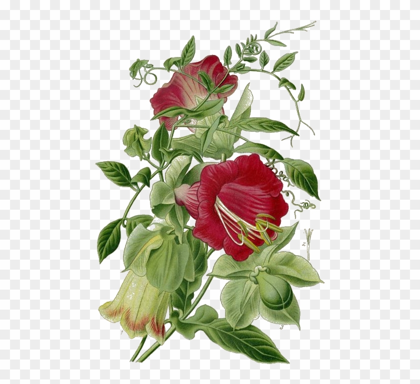The Vivid And Thorny Dragon Rose Is Admired For Its - Botanischer Garten-blumen-blumenmitteilungs-brett Trockenlöschtafel #1230562