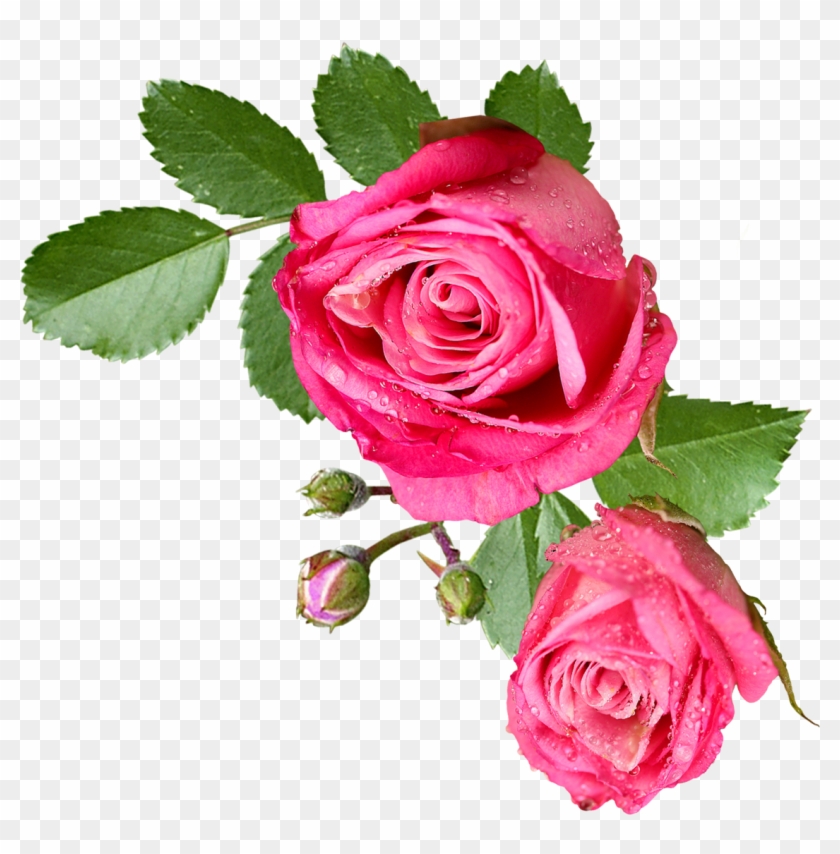 Pink Rose With Leaf - Flores Sin Fondo Png #1230596