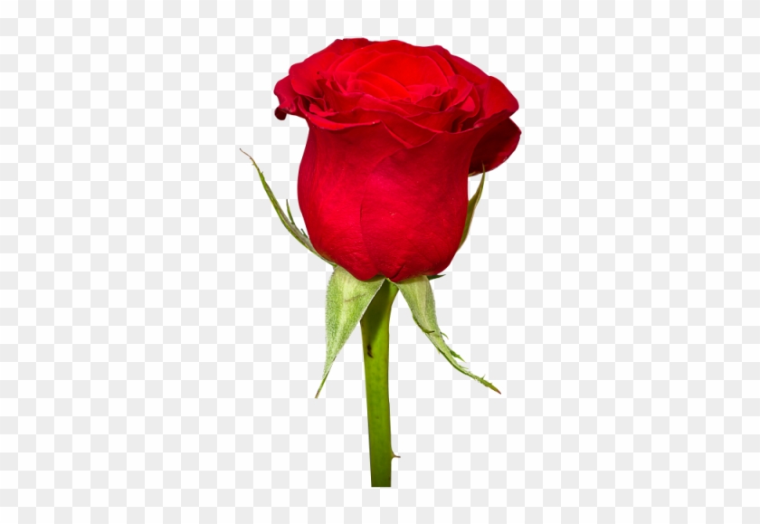 Rose Flower Png Image Photo Png Images - Flowers Images Png #1230600