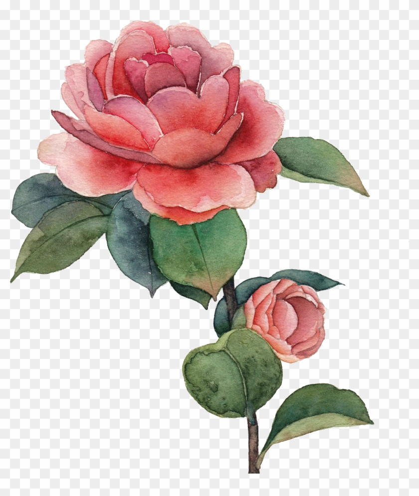 Watercolor Painting Drawing Centifolia Roses - Marsala Flor Em Aquarela -  Free Transparent PNG Clipart Images Download