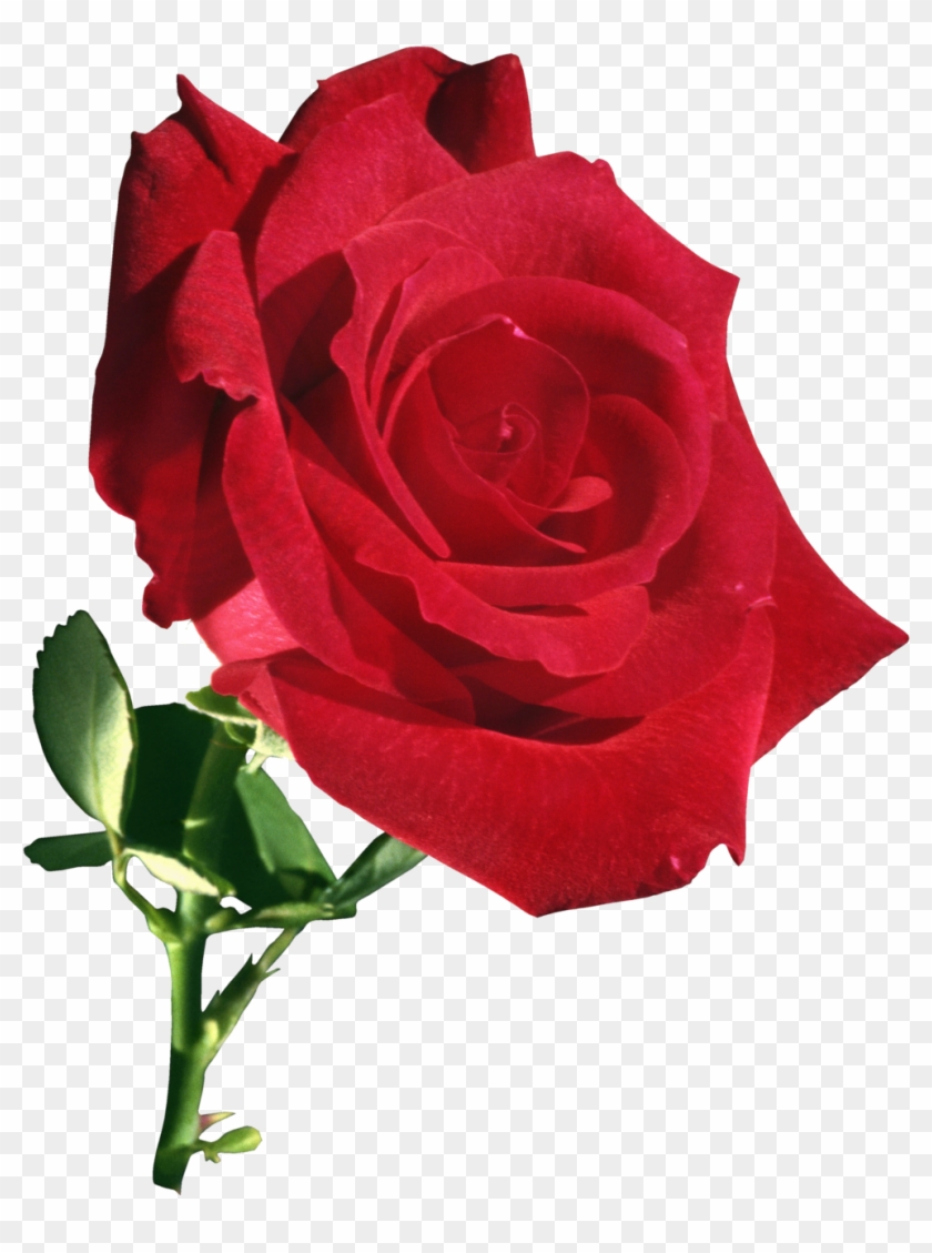 Garden Roses Flower Rose Garden - Flower #1230659