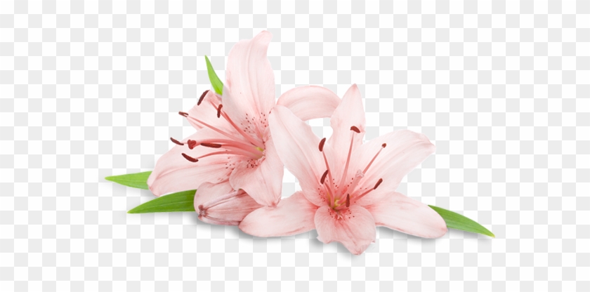 Welcome To - Transparent Spa Flowers Png #1230667