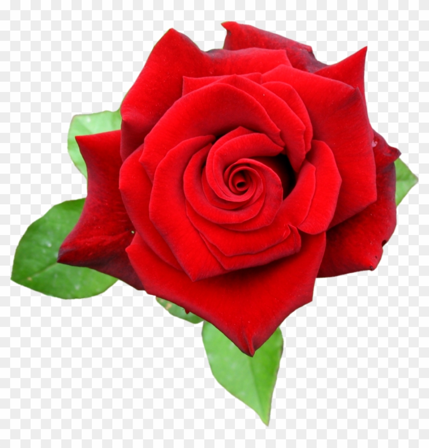 Red Rose "กุหลาบ" นั้นมาจากคำว่า "คุล" ที่ในภาษาเปอร์เซียแปลว่า - Rose Red Png #1230673