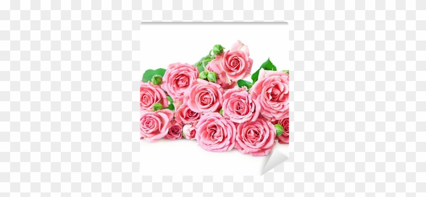 Pink Roses On A White Background Wall Mural • Pixers® - Rose #1230757