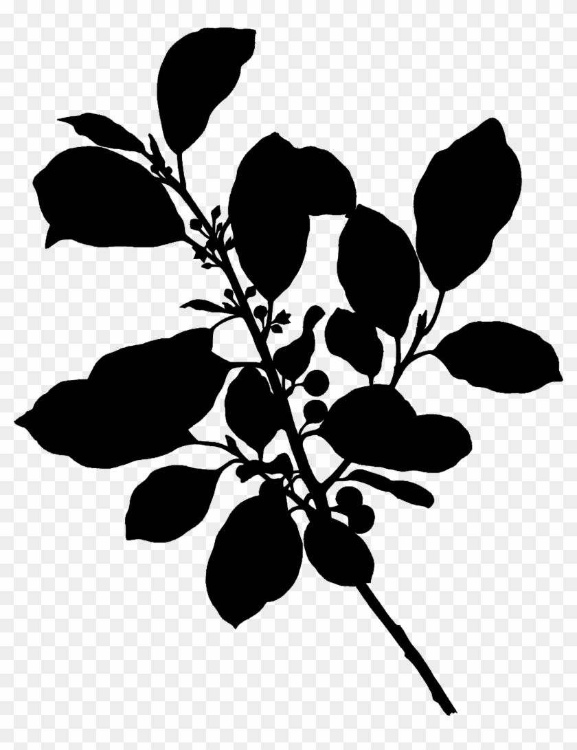 Clipart Alder Buckthorn Silhouette Rh Openclipart Org - Rhamnus Frangula #1230798