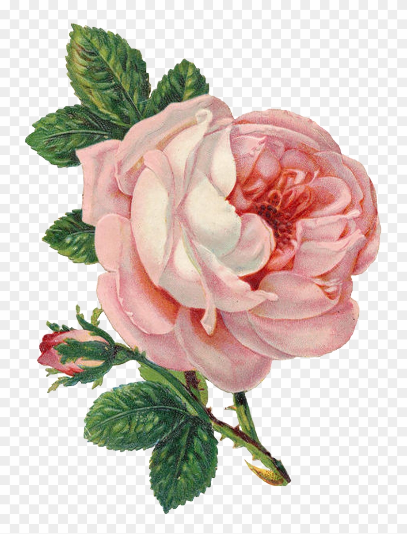 Old Marriage License Pink Rose Lilac N Lavender - Vintage Pink Rose #1230881