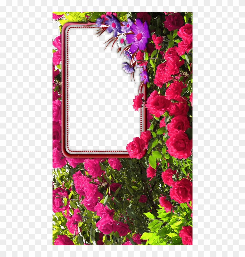 Rose Flower Frames Free Of Android Version M 1mobile - Rose Flower Photo Frame #1230989