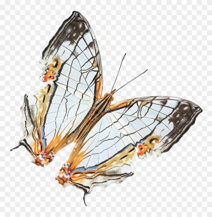 Orange Black White Butterfly 701 Psd By Xybutterfly - Monarch Butterfly #1230995