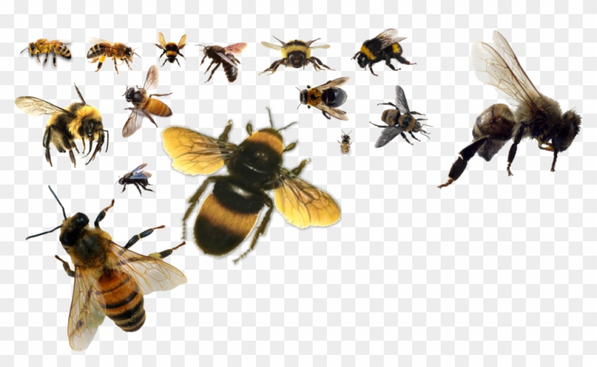 Share This Image - Life Cycle Of A Bee #1231015
