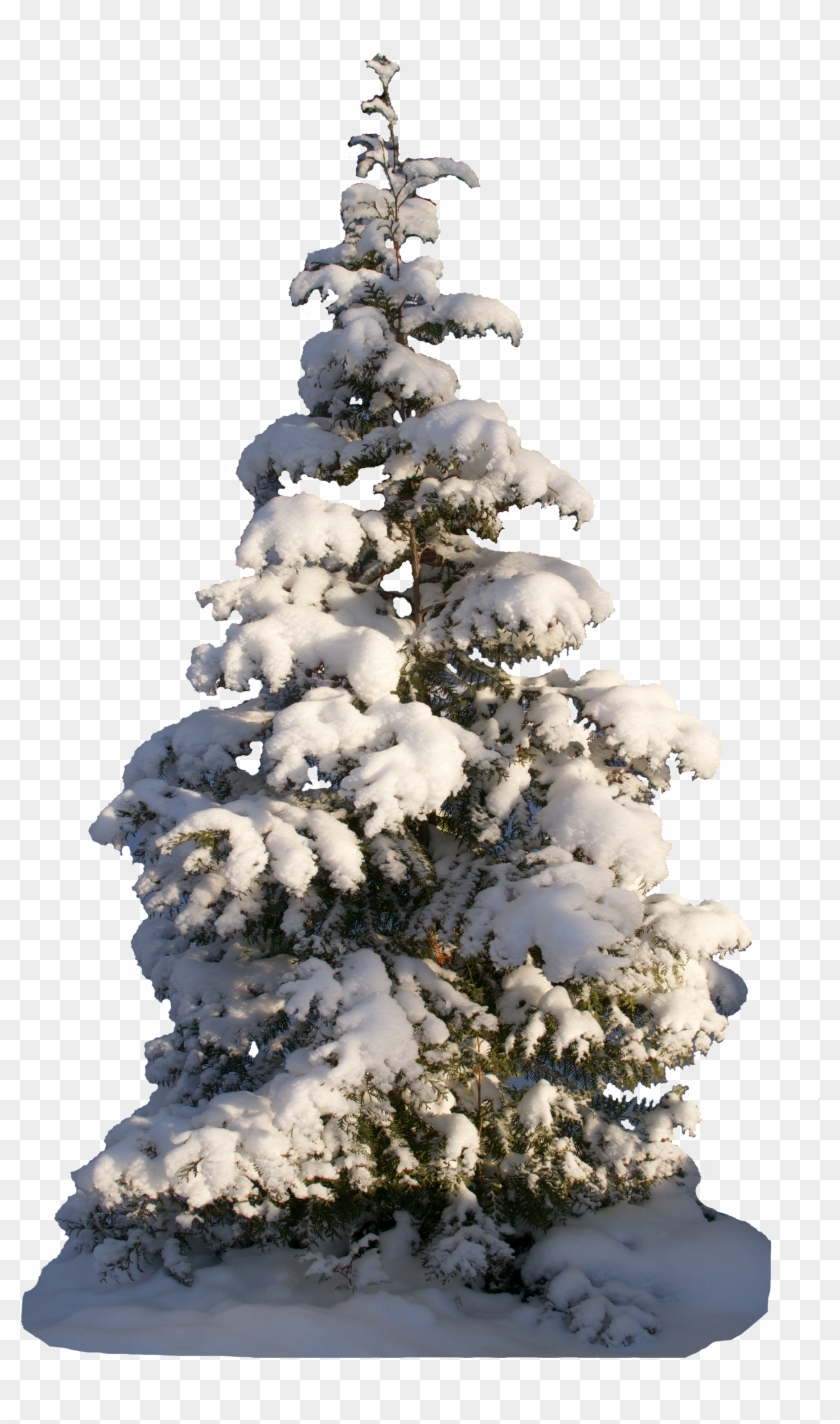 Christmas Tree Psd - Christmas Tree #1231029