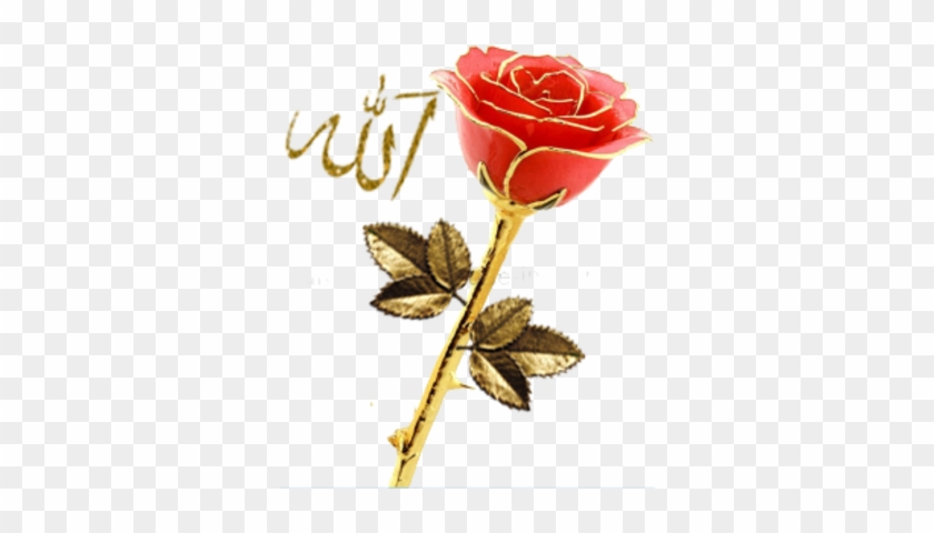 Allah With Golden Rose Psd - Rose With Allah #1231096