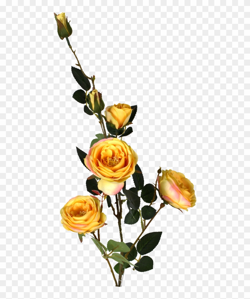 Yellow Austin Rose Spray 33in - Rose #1231097