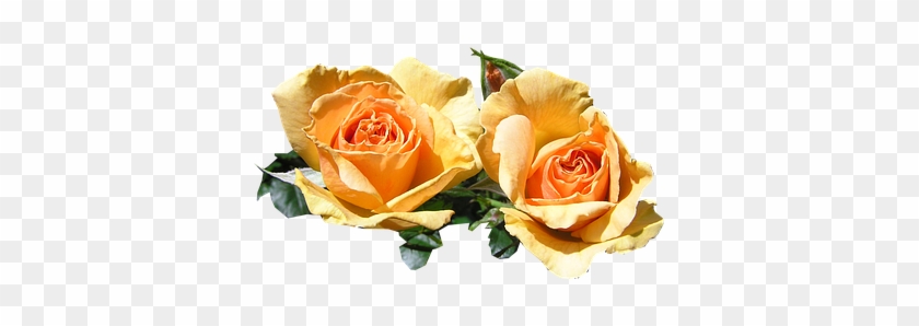 Petal #1231100
