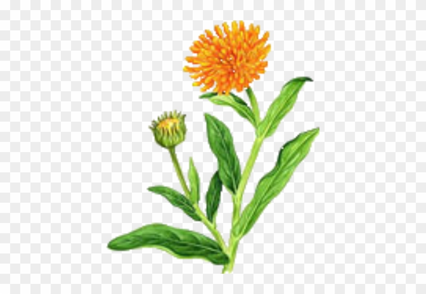 Flower Garden Clip Art - Marigold Flower Clip Art Png #1231107