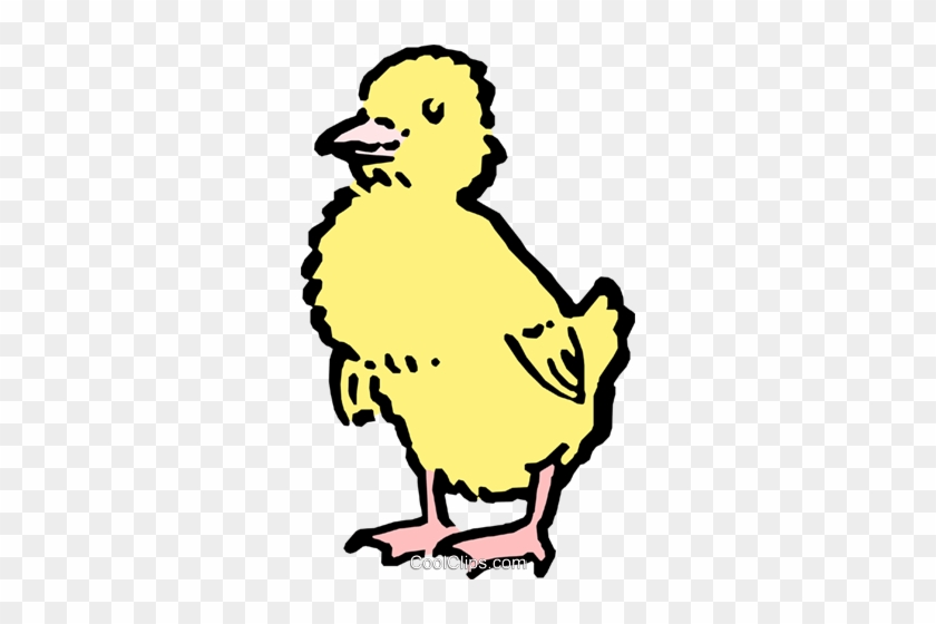 Baby Chick Royalty Free Vector Clip Art Illustration - Baby Chick Royalty Free Vector Clip Art Illustration #1231515