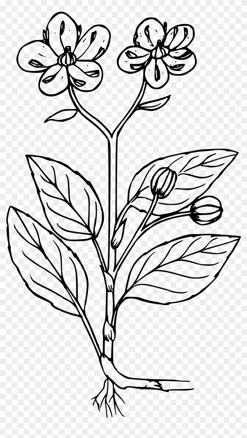 Prince's Pine - Little Prince's Pine #1231629