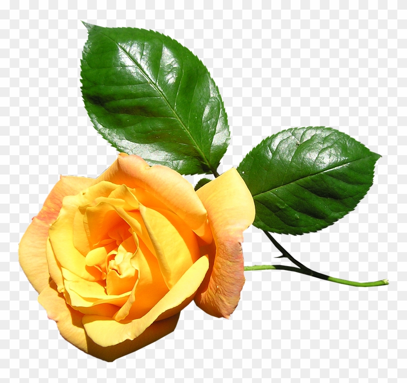 Yellow, Rose, Stem, Flower - Floribunda #1231759