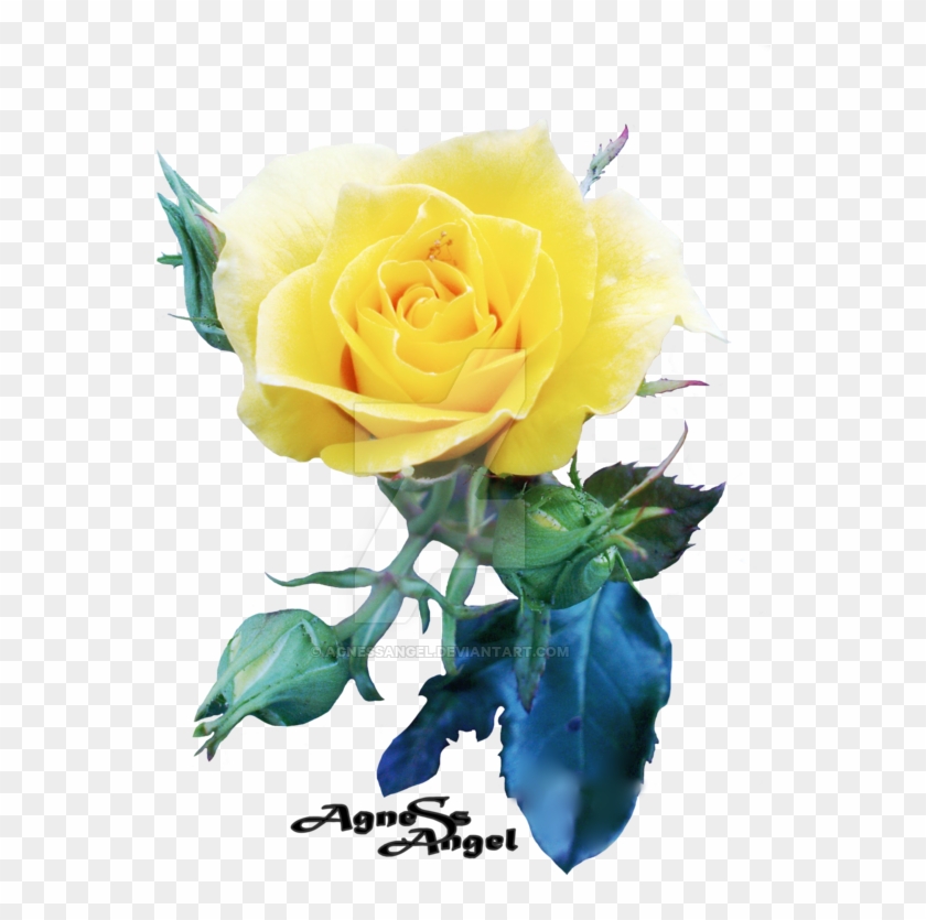 Yellow Rose Flower Free Png Transparent Images Free - Transparency #1231761