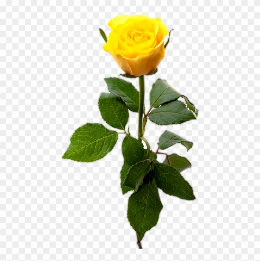Yellow Rose With Leaf, Yellow Rose Flower Png - Single Yellow Rose Png #1231763