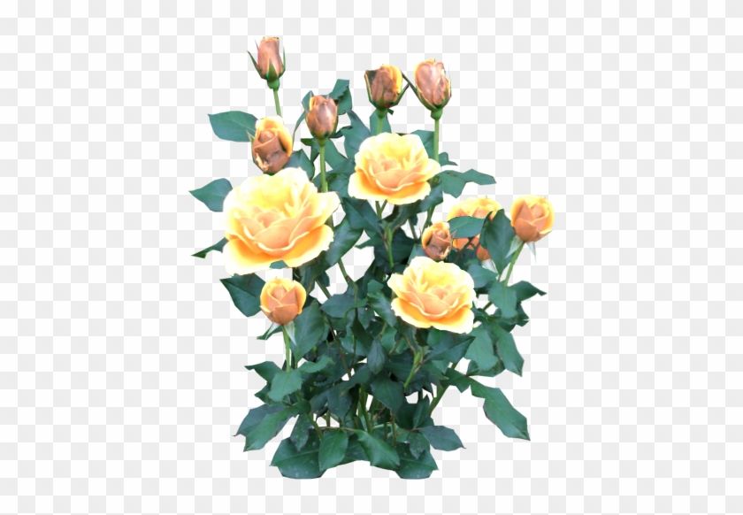 Rose Bush Yellow - Yellow Rose Bush Png #1231771