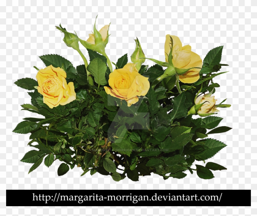 Rose Bush Png Download - Yellow Rose Bush Png #1231773