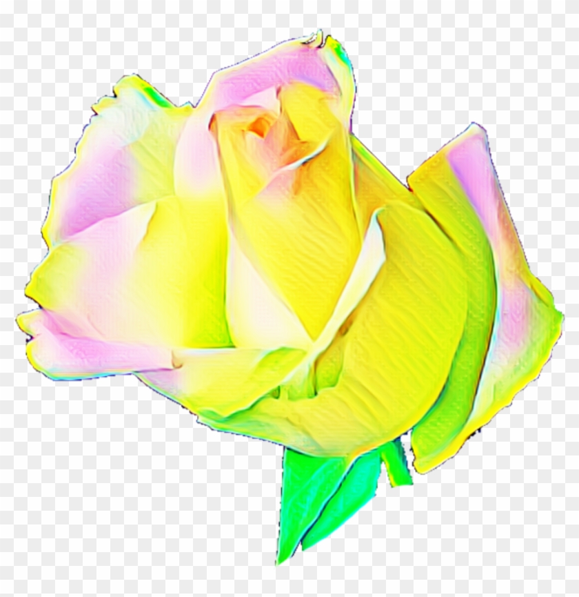 Rainbow Rose Garden Roses Cabbage Rose Petal Cut Flowers - Garden Roses #1231777