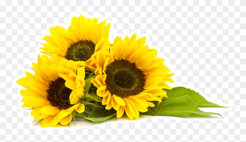 Sunflower Oil #1231842